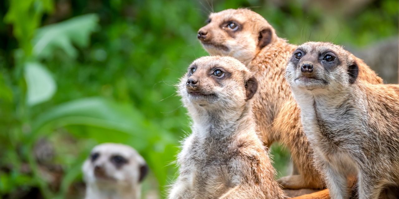 Un Service militaire pour les adolescents difficiles.