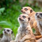 Un Service militaire pour les adolescents difficiles.