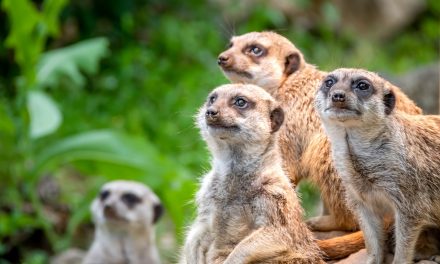 Vous vous trompez de Cordon Sanitaire Politique.