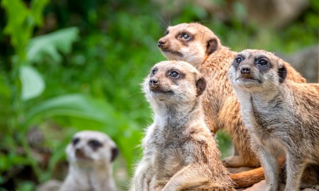 Vous vous trompez de Cordon Sanitaire Politique.